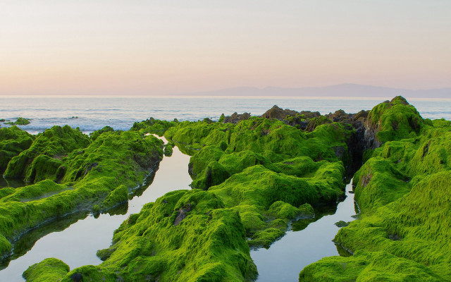 Lake mountain forest moss green free wallpaper - medium preview image