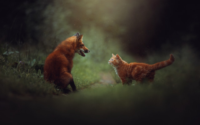 Cats playing in woods night free wallpaper - medium preview image