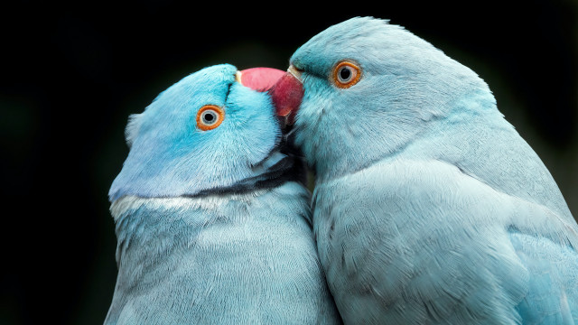 Blue birds orange eyes beaks free wallpaper - medium preview image