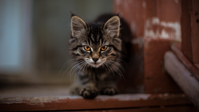 Small kitten sad looking wooden free wallpaper - medium preview image