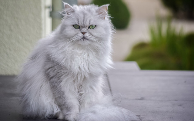 White cat table outside green free wallpaper - medium preview image