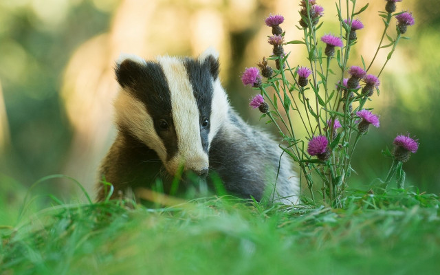 Badger purple flower field nature free wallpaper - medium preview image