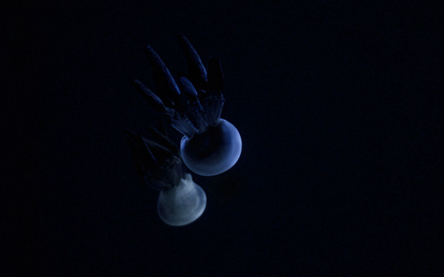 Bird moon light bulb night free wallpaper - medium preview image