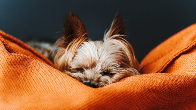 Small dog sleeping orange blanket free wallpaper - medium preview image
