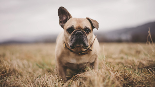 Dog sad look tall grass free wallpaper - medium preview image