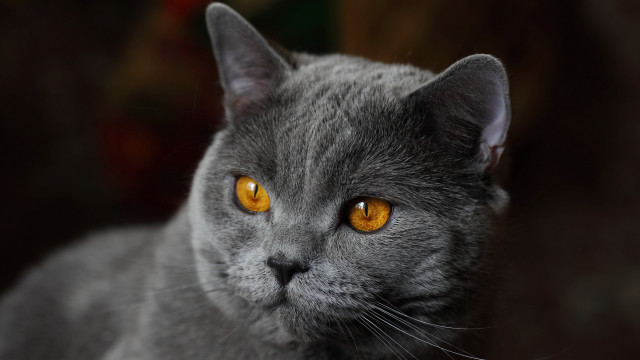 Gray cat yellow eyes serious #8 free wallpaper - medium preview image