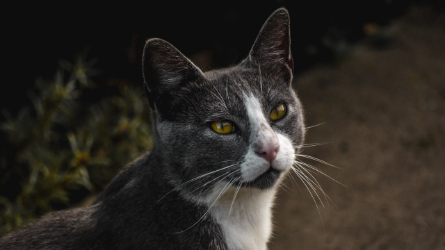 Black cat yellow eyes bush free wallpaper - medium preview image