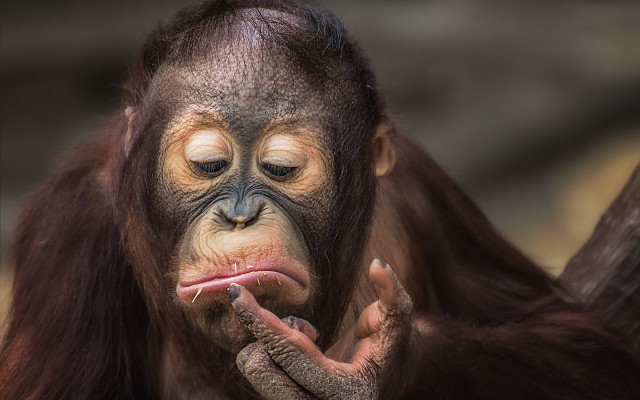 Monkey long nose long tail free wallpaper - medium preview image
