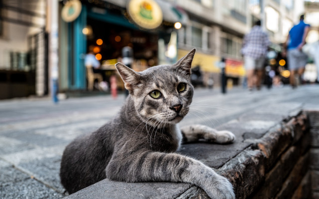 Cat ledge city street bokeh free wallpaper - medium preview image
