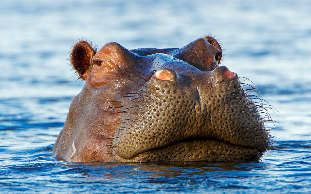 Hippopotamus swimming water eyes open free wallpaper - medium preview image