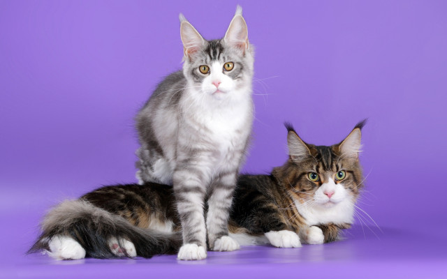 Grey white cats purple background free wallpaper - medium preview image