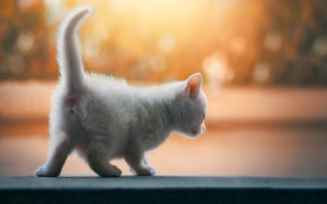White kitten sunlight sidewalk tiltshift free wallpaper - medium preview image