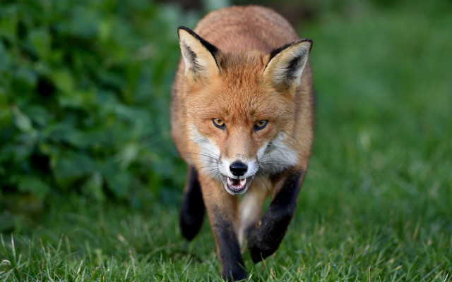 Red fox running grassy field #2 free wallpaper - medium preview image
