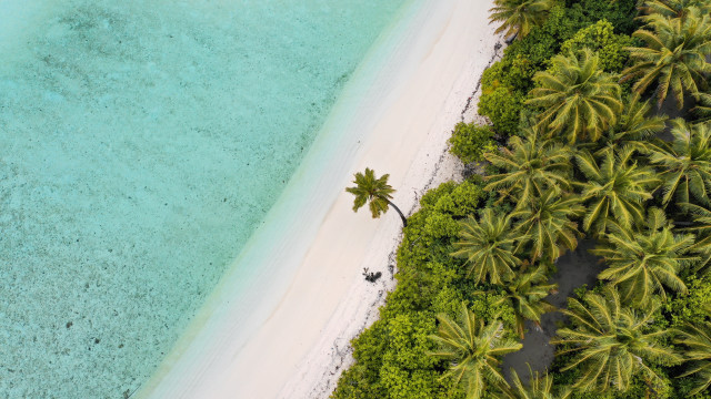 Beach palm tree white sand free wallpaper - medium preview image