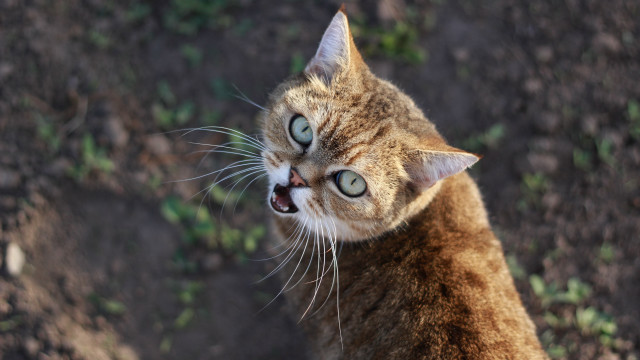 Cat toothy grin blue eyes free wallpaper - medium preview image