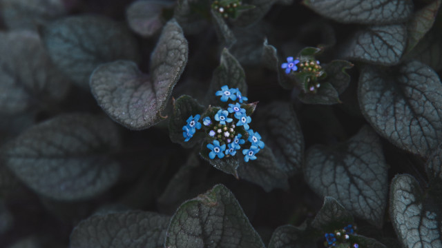 Blue flowers green plant dutch free wallpaper - medium preview image