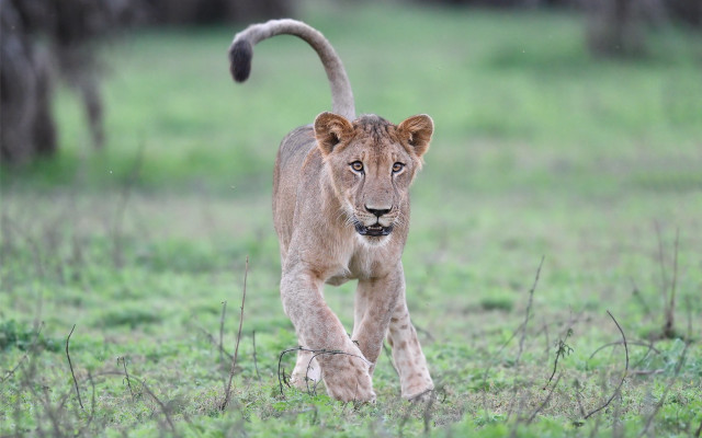 Lion grassy field trees forest free wallpaper - medium preview image