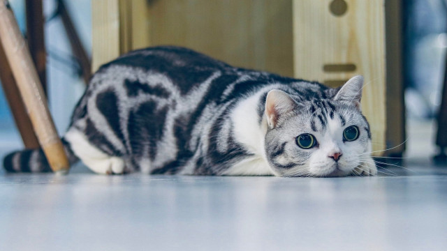 Cat floor chair door carlos free wallpaper - medium preview image