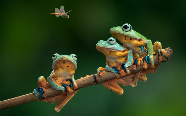 Three frogs branch dragon bird free wallpaper - medium preview image