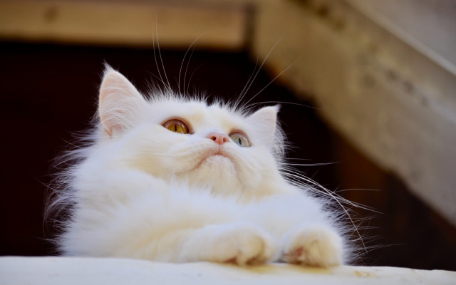 White cat curious look wooden free wallpaper - medium preview image