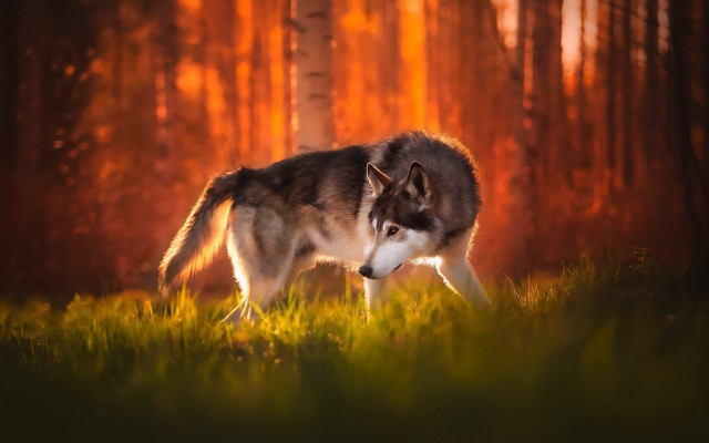 Wolf forest sunset redglow autumn free wallpaper - medium preview image