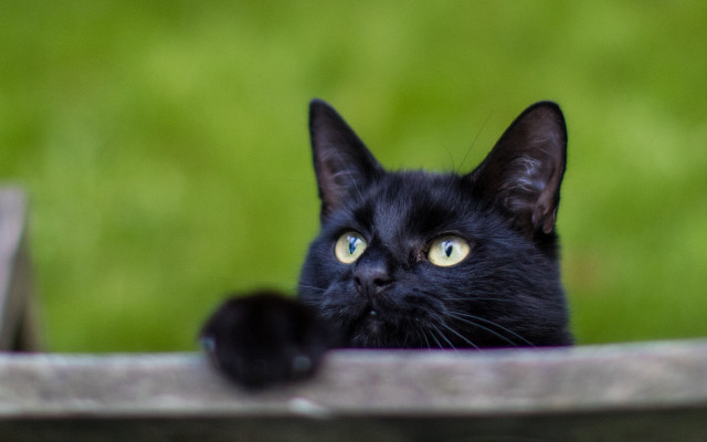 Black cat yellow eyes overledge free wallpaper - medium preview image