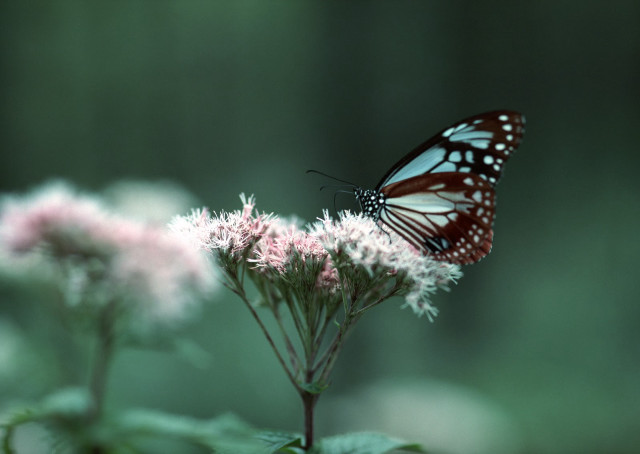 Butterfly sitting flower forest nature free wallpaper - medium preview image
