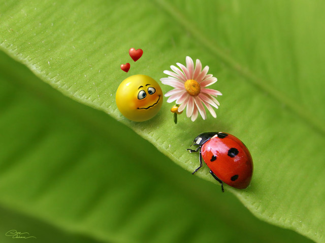 Ladybugs green leaf flower sitting #2 free wallpaper - medium preview image