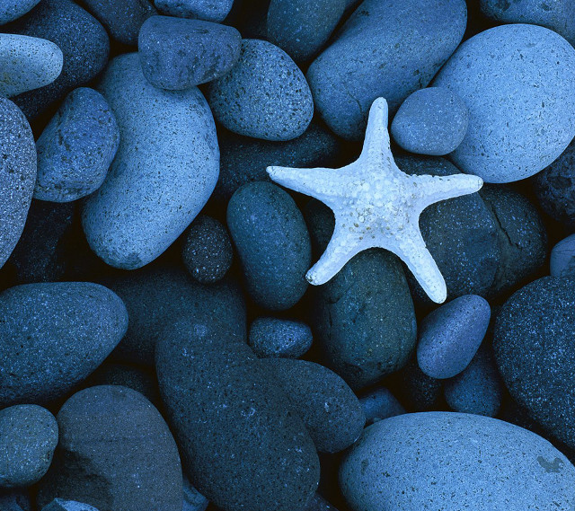 Starfish rocks gravel ocean water free wallpaper - medium preview image