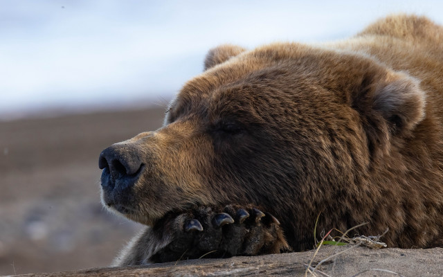 Brown bear dirt field forest #2 free wallpaper - medium preview image