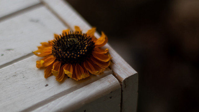 Sunflower white bench outdoor still free wallpaper - medium preview image