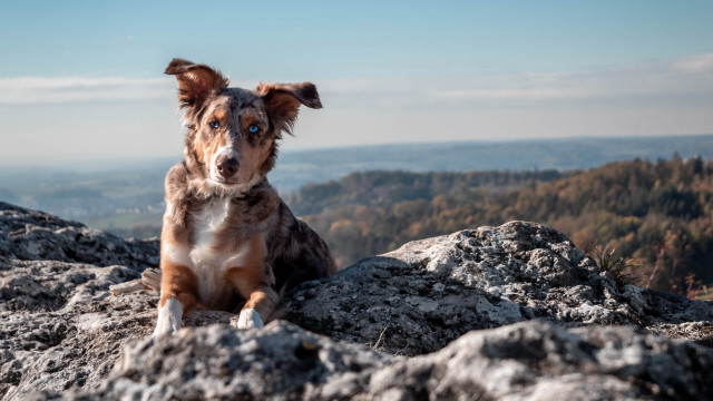 Dog mountain lake beach sky free wallpaper - medium preview image