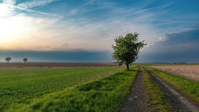 Dirt road green field lone #2 free wallpaper - medium preview image