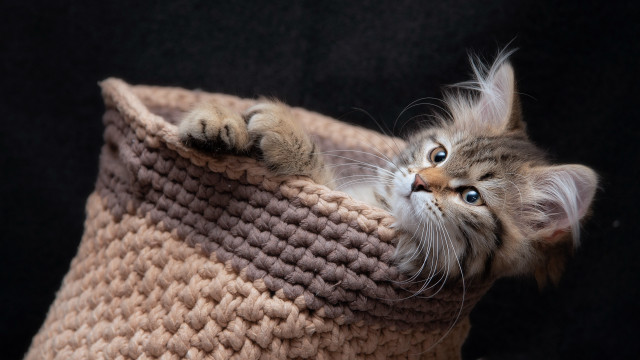 Cat peeking yarn basket blue free wallpaper - medium preview image
