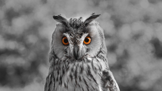 Owl orange eyes blurry background #2 free wallpaper - medium preview image