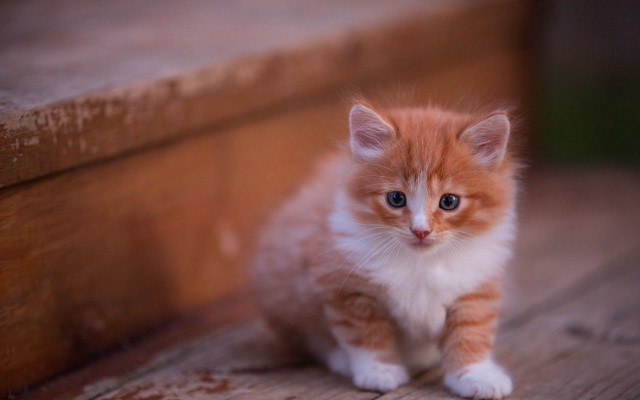 Orange white kitten sad bench free wallpaper - medium preview image