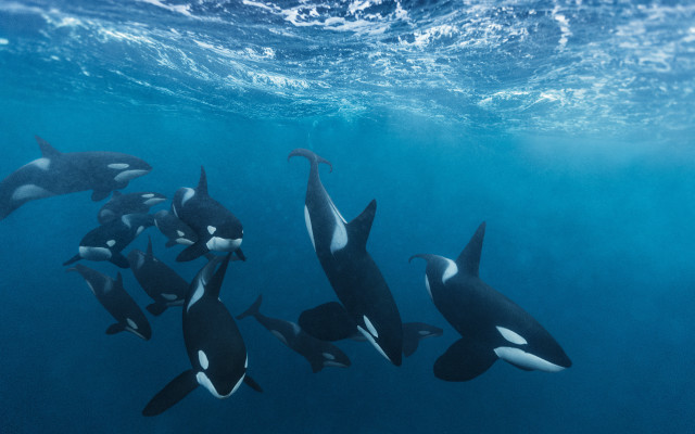 Orca diver underwater ocean bubbles free wallpaper - medium preview image