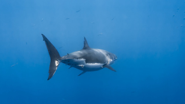 Great white shark fish arcade free wallpaper - medium preview image