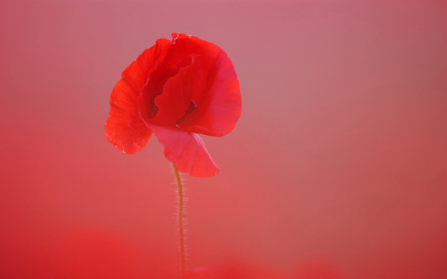 Red flower vase table macro free wallpaper - medium preview image