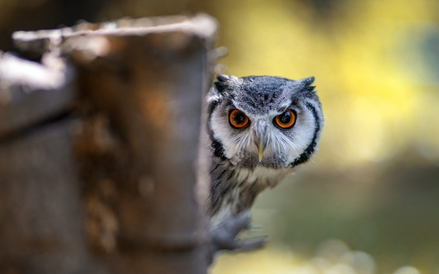 Small owl peeking tree trunk free wallpaper - medium preview image