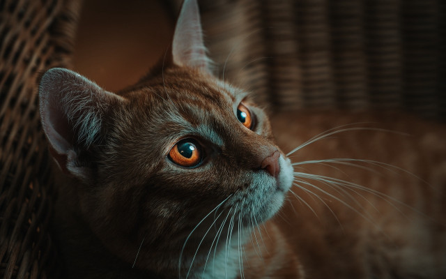 Orange eyes cat looking up free wallpaper for desktop - medium preview image