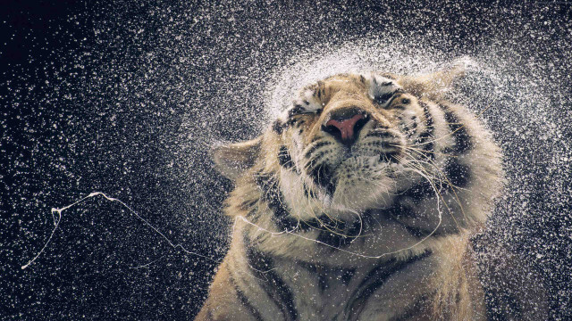 Tiger water droplets looking up free wallpaper - medium preview image