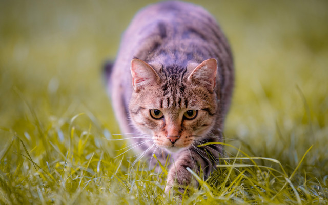 Cat walking grassy field blurry free wallpaper - medium preview image