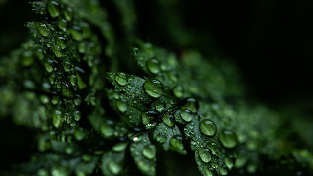Water drops plant macro bokeh free wallpaper - medium preview image