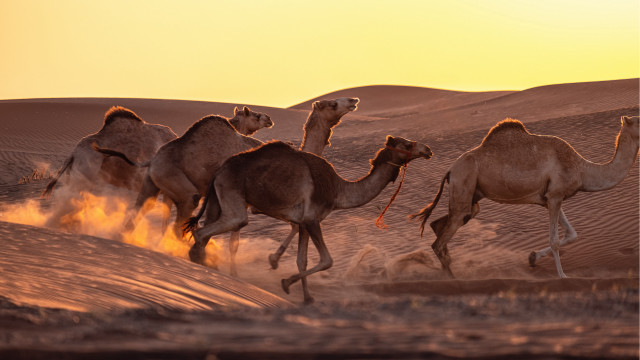 Camel group desert sunset dust free wallpaper - medium preview image
