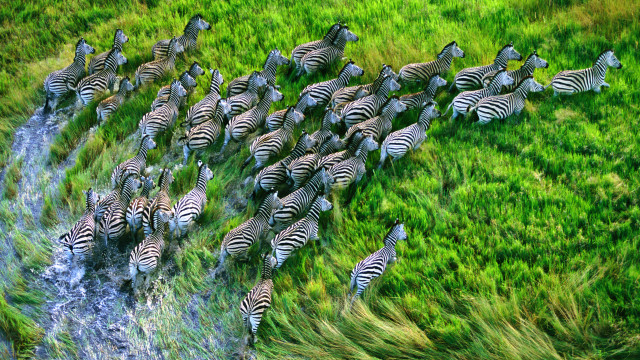 Zebras stream water grass nature free wallpaper - medium preview image