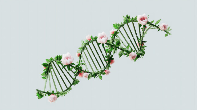 Pink plant vine flower gradient free wallpaper - medium preview image