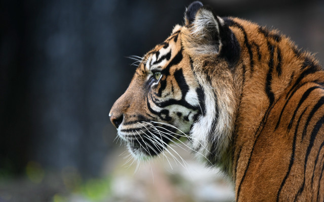 Tiger blurry background jigsaw sharp free wallpaper - medium preview image