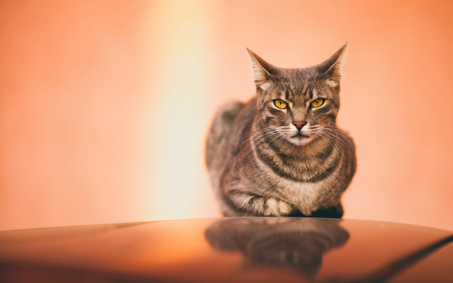 Cat table wall chair light free wallpaper - medium preview image