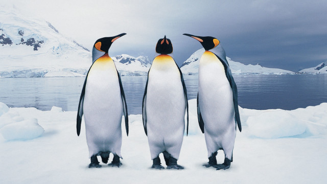 Penguins snow mountains water cloudy free wallpaper - medium preview image